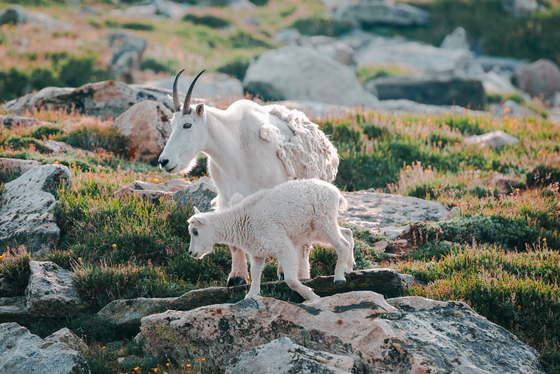 Mount Evans Recreation Area & Scenic Byway