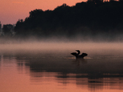 Misty Morning Sunrise with a Loon