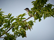 Determined Kingbird