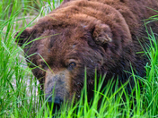 Katmai National Park and Preserve