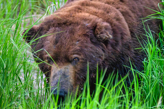 Katmai National Park and Preserve