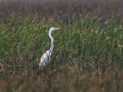 Beautiful Egret 