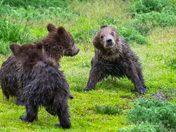 Katmai National Park and Preserve
