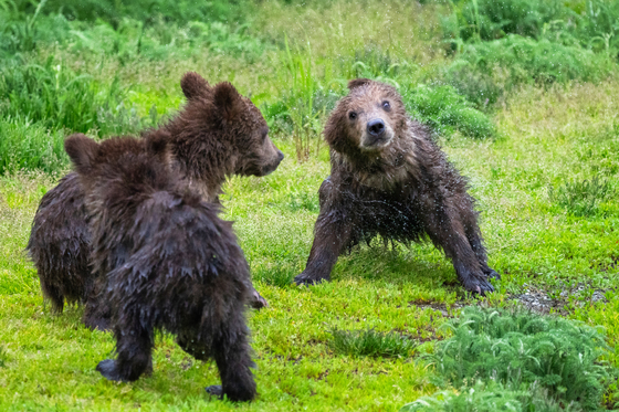 Katmai National Park and Preserve