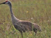 Impressive Crane