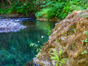 Willamette National Forest