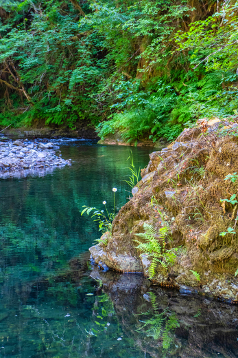 Willamette National Forest