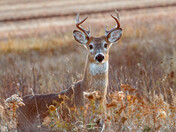 Surprised young buck