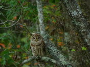 Alligator River National Wildlife Refuge