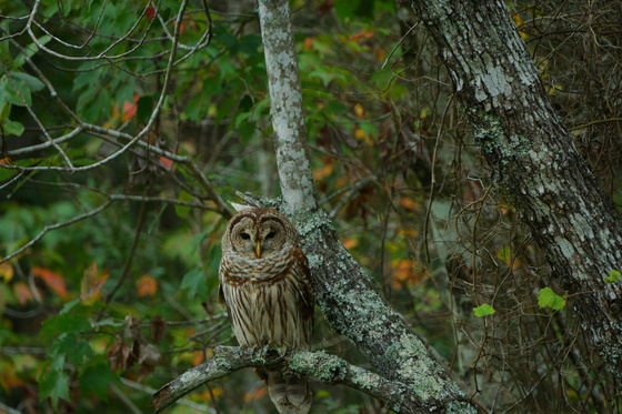 Alligator River National Wildlife Refuge