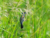 Pocosin Lakes National Wildlife Refuge