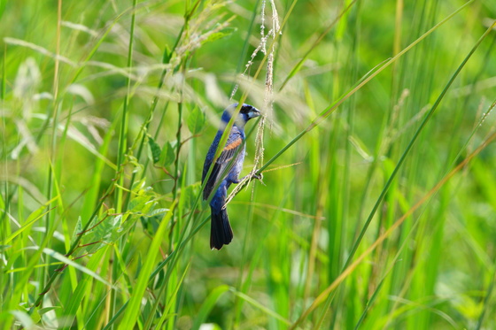 Pocosin Lakes National Wildlife Refuge