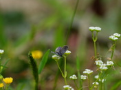 Pee Dee National Wildlife Refuge