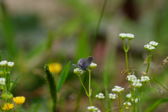 Pee Dee National Wildlife Refuge