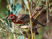 House Finch
