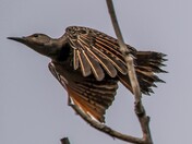 Northern Flicker in Flight