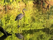Blue Heron