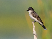 Eastern Kingbird
