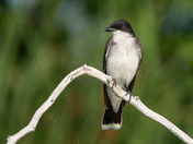 Eastern Kingbird