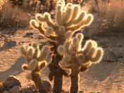 Joshua Tree National Park