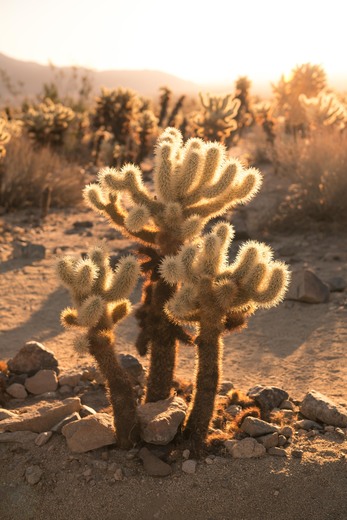 Joshua Tree National Park