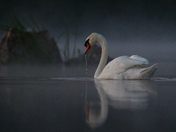 Mute Swan before Sunrise