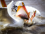 Fishing Frenzy