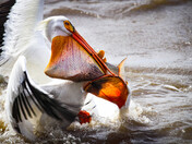 Pelican Frenzy