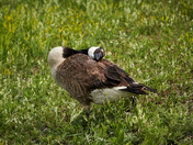Canada Goose with Variant Plumage