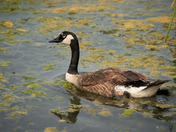 Canada Goose with Variant Plumage