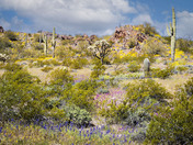 Organ Pipe National Monument