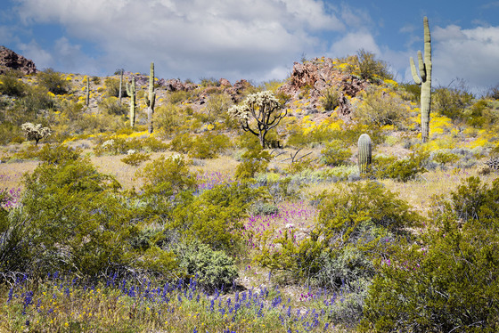 Organ Pipe National Monument