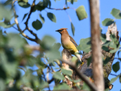 Cedar Waxwing On The Hunt