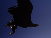 Backlit bald eagle 