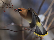 Cedar waxwing