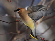 Cedar waxwing