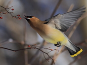 Cedar waxwing