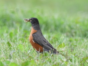 Robin and insect