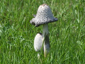 Shaggy Mane