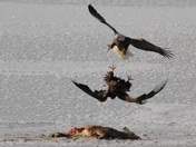 Juvenile bald eagle and adult