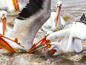 Feeding Frenzy