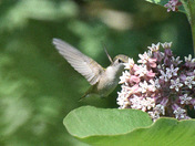 Hummer