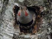 Northern flicker