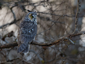 Long eared owl