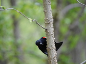 Redwinged Blackbird