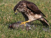 Merlin with prey