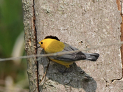 Prothonotary Warbler (endangered species)