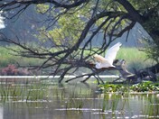 Great Egret in Cootes Paradise.