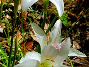 Congaree National Park 