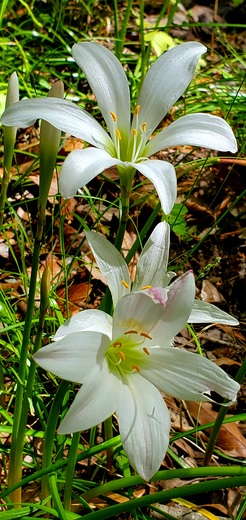 Congaree National Park 